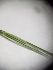 Muhlenbergia tenuiflora