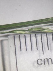 Muhlenbergia tenuiflora