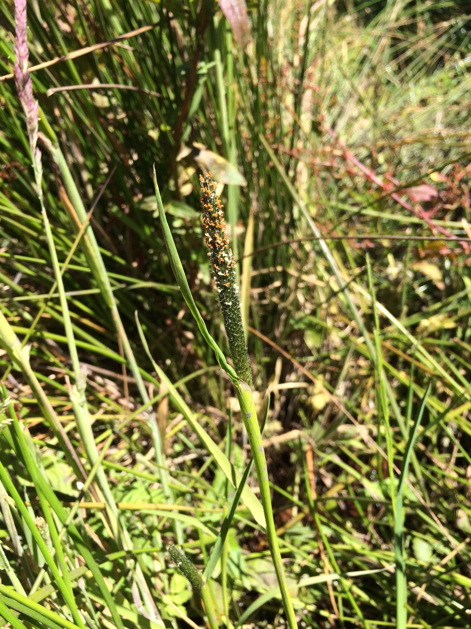 Alopecurus aequalis var. sonomensis
