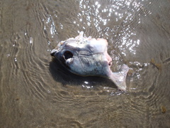 Callorhinchus callorynchus