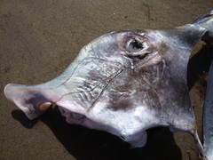 Callorhinchus callorynchus