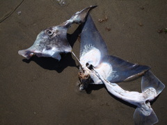 Callorhinchus callorynchus