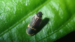 Plectoderini
