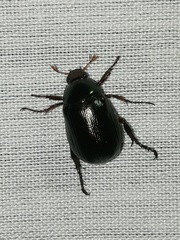 Paranomala cincta