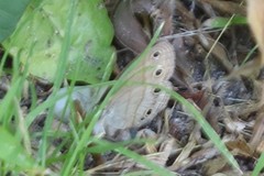 Megisto cymela cymela