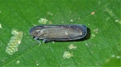 Plectoderini