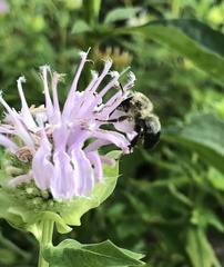 Anthophora bomboides bomboides