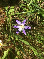 Brodiaea terrestris terrestris