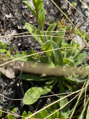 Carphephorus tomentosus