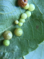 Caryomyia tuberculata