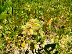 Glycyrrhiza lepidota