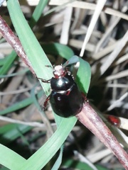 Paranomala cincta