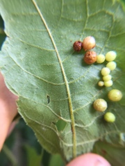 Caryomyia tuberculata