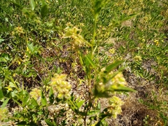 Glycyrrhiza lepidota