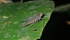 Lappidina