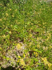 Glycyrrhiza lepidota