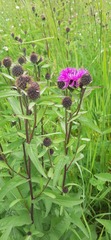 Centaurea phrygia phrygia