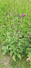 Centaurea phrygia phrygia