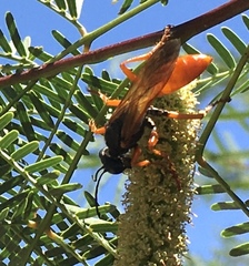 Sphex ashmeadi