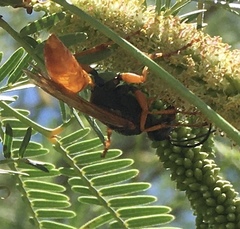 Sphex ashmeadi