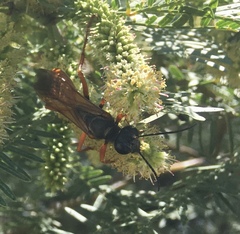 Sphex ashmeadi