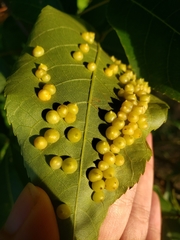 Caryomyia conoidea
