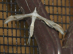 Platyptilia celidotus