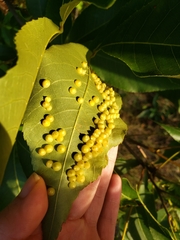 Caryomyia conoidea