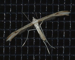 Platyptilia celidotus