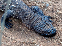Heloderma horridum