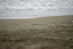 Charadrius vociferus