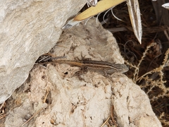 Sceloporus tristichus