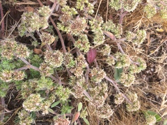 Chorizanthe cuspidata