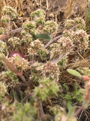 Chorizanthe cuspidata