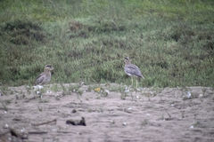 Burhinus superciliaris