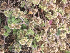 Chorizanthe cuspidata