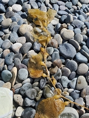 Macrocystis pyrifera