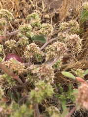 Chorizanthe cuspidata