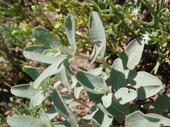 Atriplex cristata