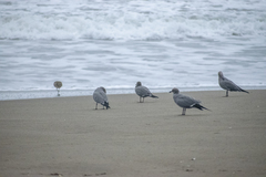 Leucophaeus modestus