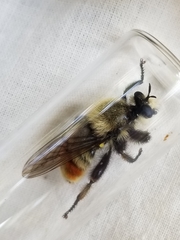 Laphria fernaldi