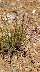 Penstemon linarioides