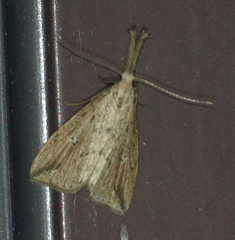 Trigonistis demonias