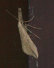 Trigonistis demonias