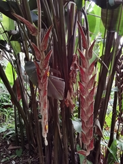 Heliconia vellerigera