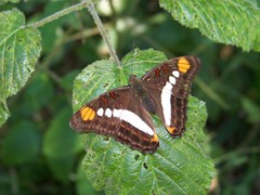Adelpha seriphia seriphia