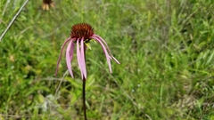 Echinacea laevigata
