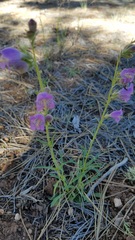 Penstemon ophianthus