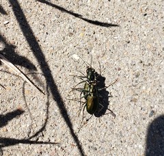 Cicindela nigrocoerulea