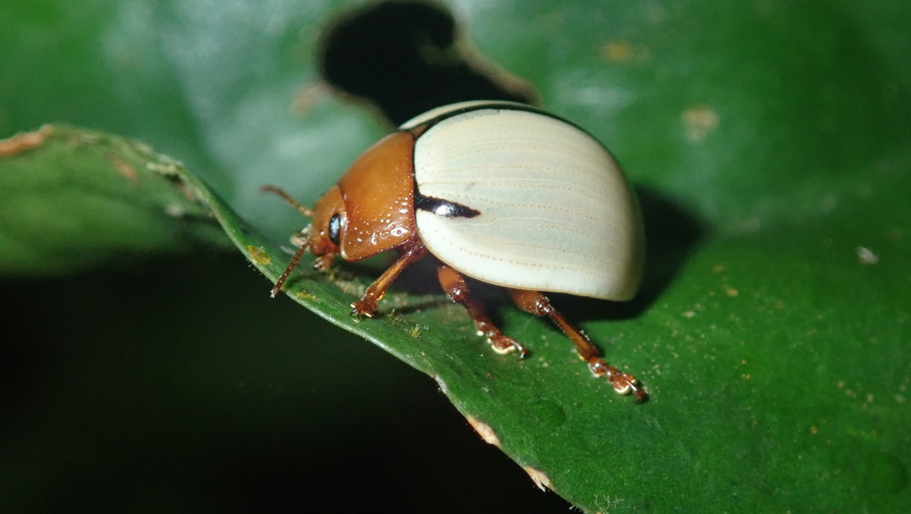 Leptinotarsa humeralis